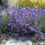 Lavender Uses during Menstruation